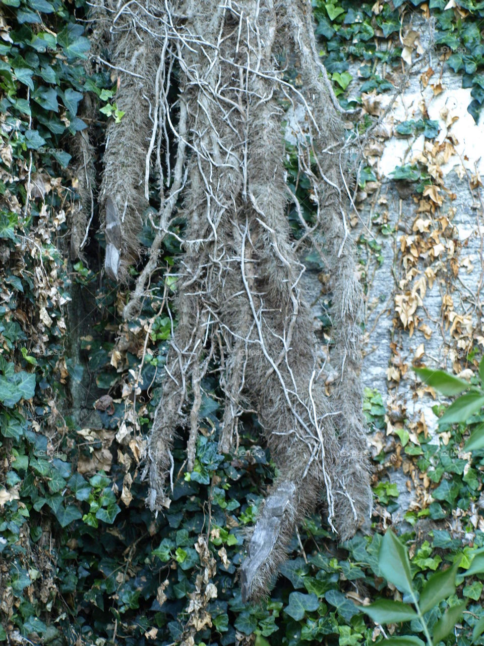 Close-up of tree roots and plant