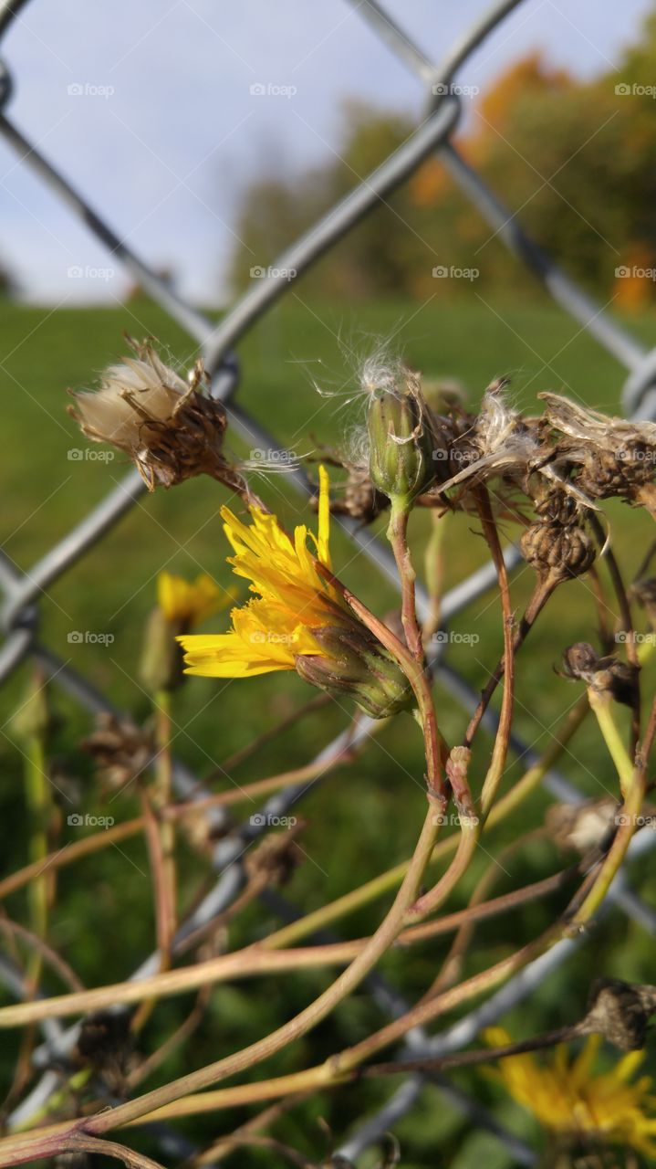 Dandelions in the fence. dandelions in the field in front of the fence