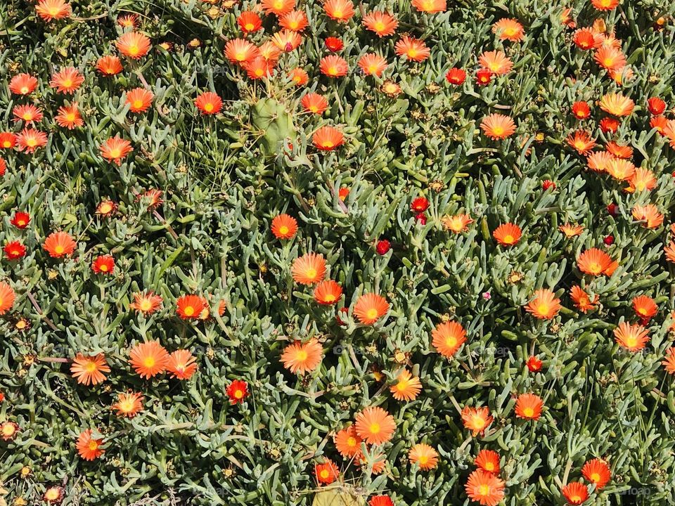 Beautiful flowers in a garden in spring.