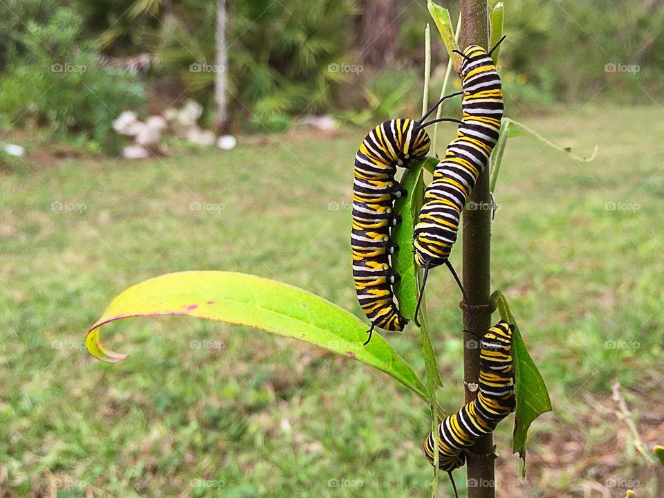 Three hungry Monarch caterpillars munching a milkweed plant.