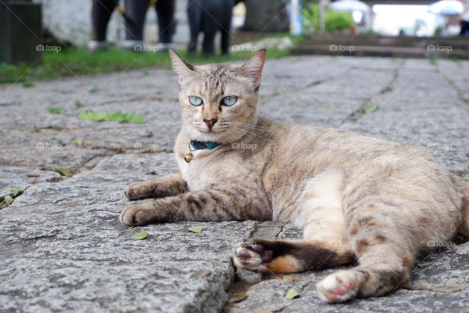 light brown cat lying on the rough concrete floor The fur of the cat looks soft and gives a feeling of wanting to touch.