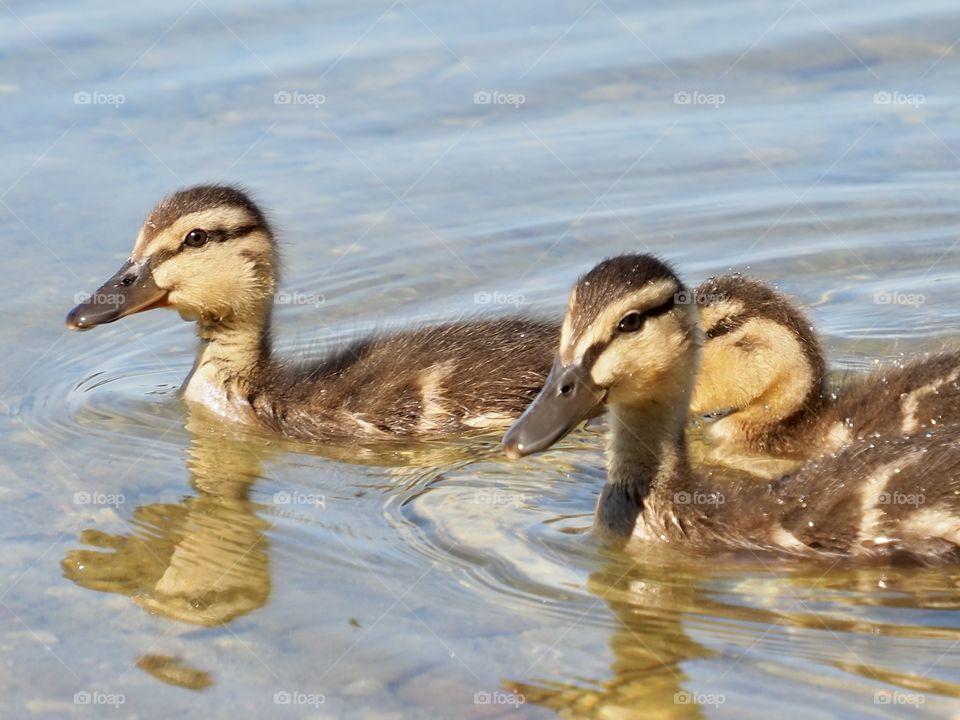 Little ducks in the lake