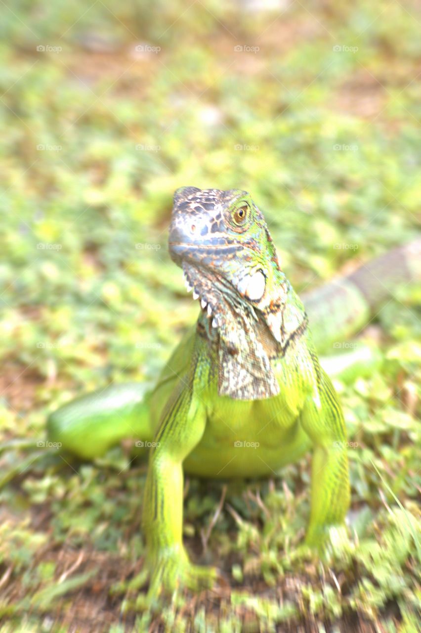one iguana taking the sun