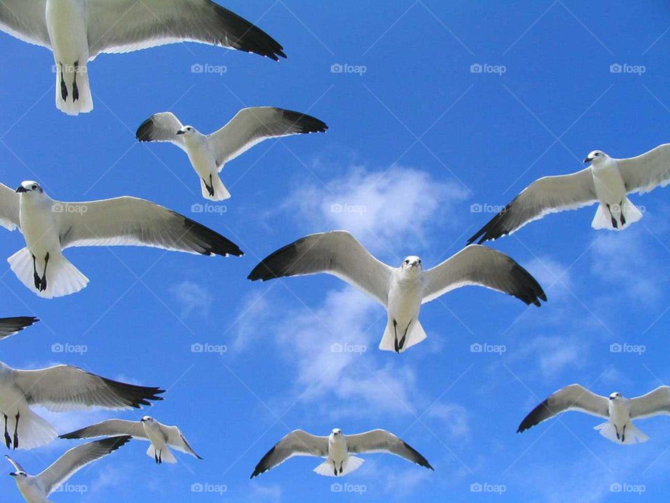 Seagulls Flying in the Wind.