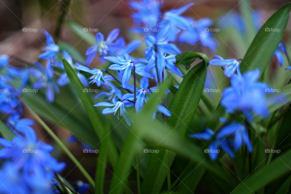 blue flowers in the spring