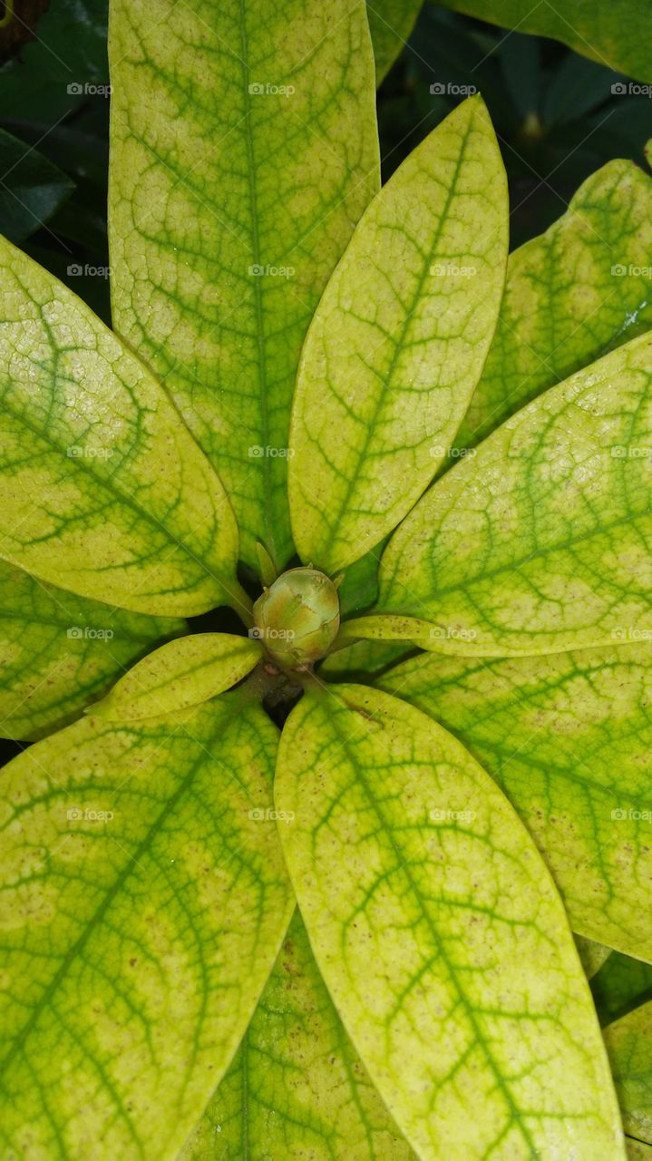 Leaf, Nature, Growth, Flora, No Person