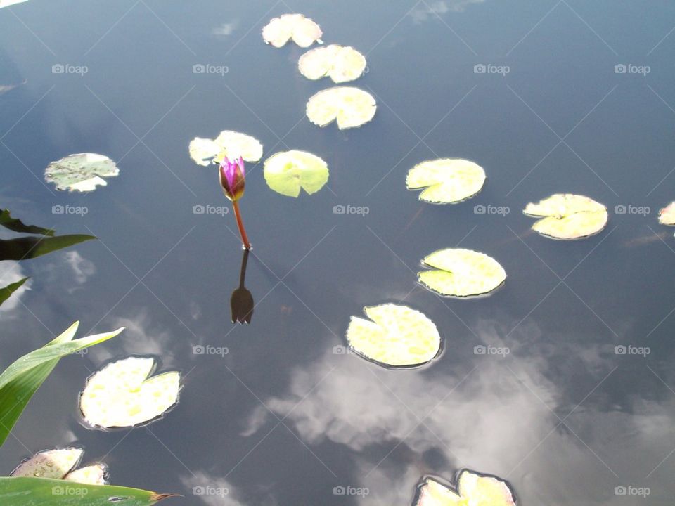 Lily Pads