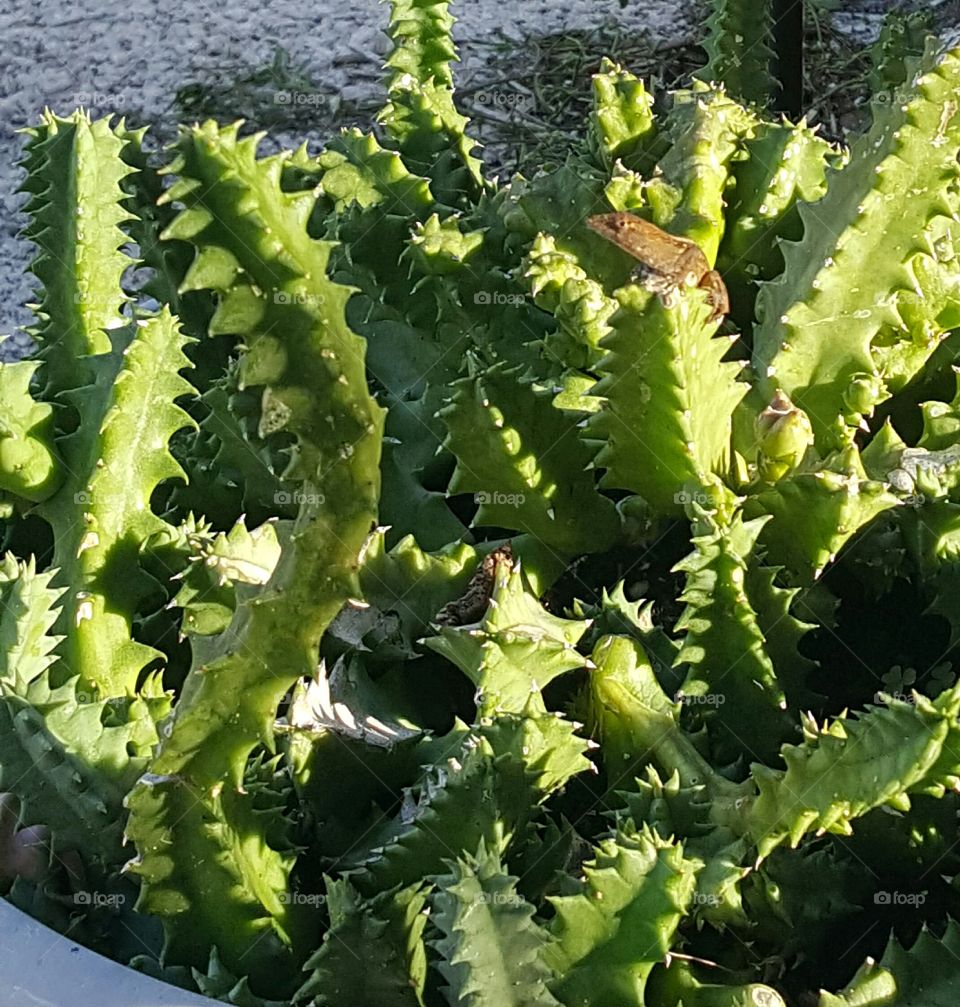 Cactus, Succulent, Flora, Leaf, Aloe