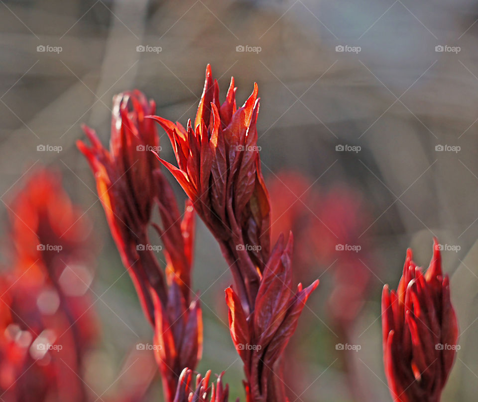 fiery red peony sprouts in early spring