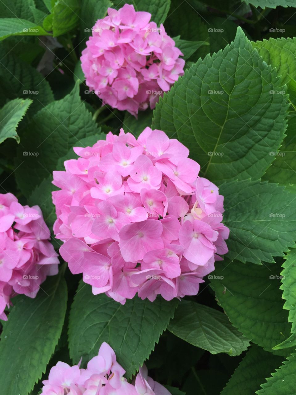 Pink Hydrangea
