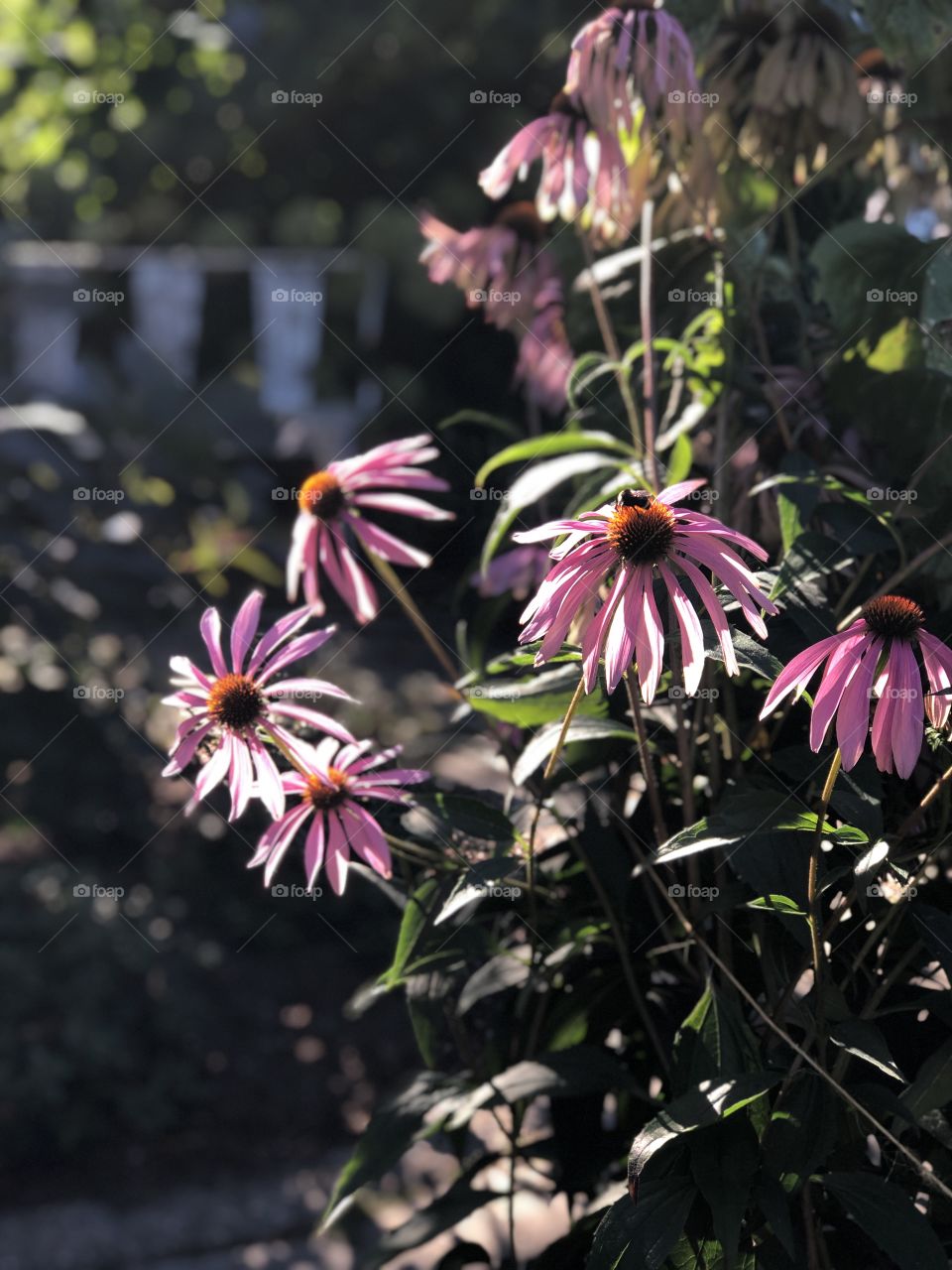 Pink echinacea flowers in afternoon sun