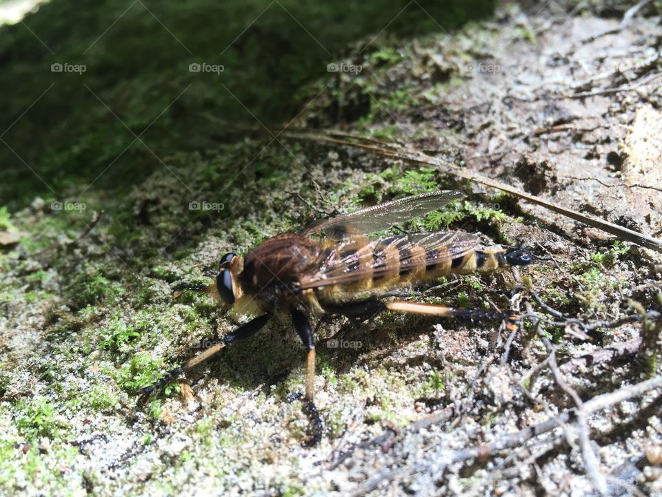 Insect, Nature, Animal, Outdoors, Wild