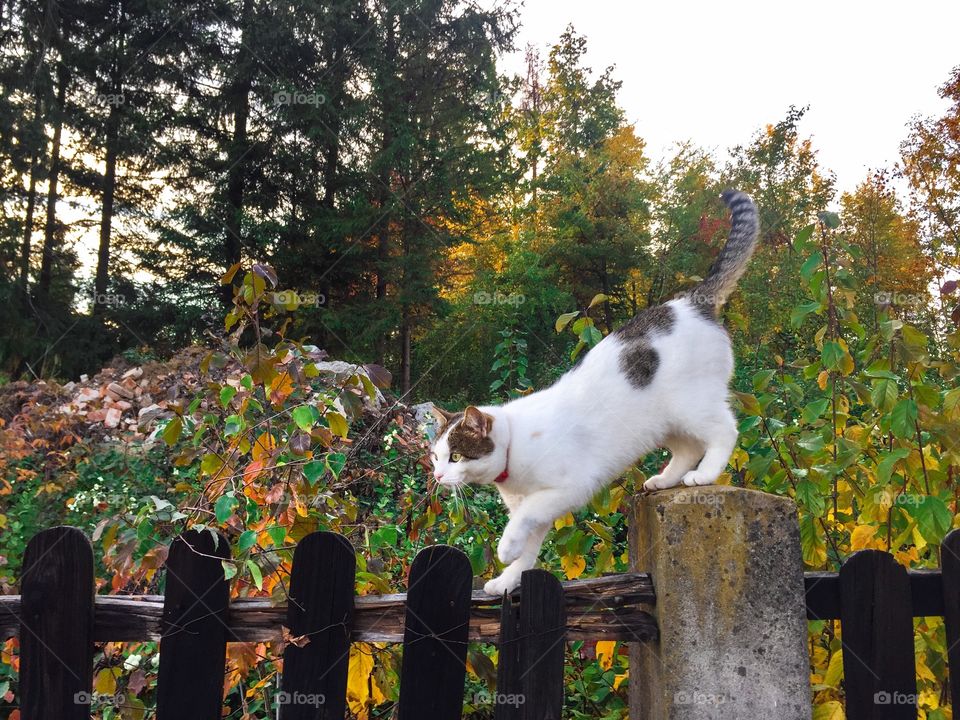 Cat sitting on wooden fence with trees in the background