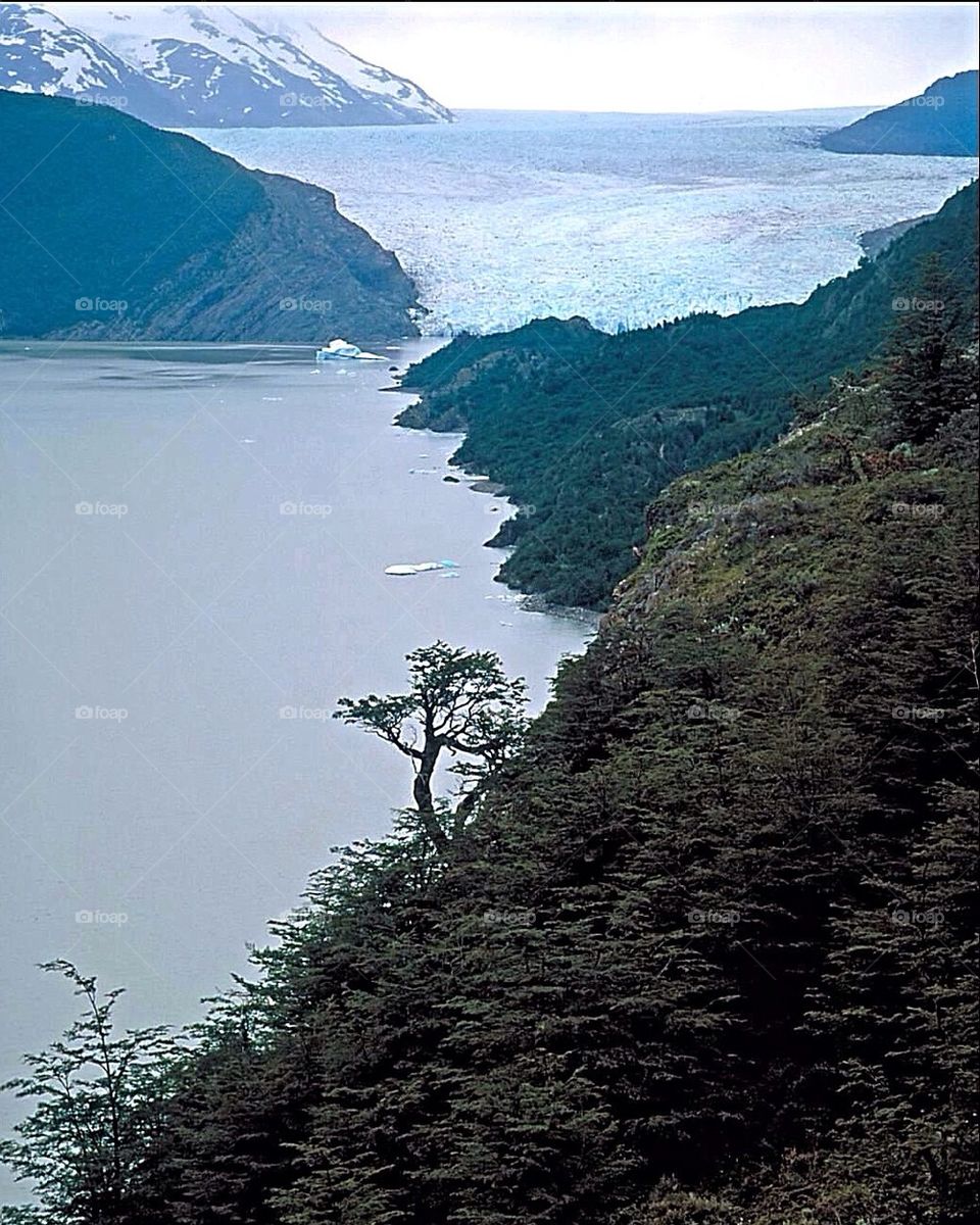 Grey glacier