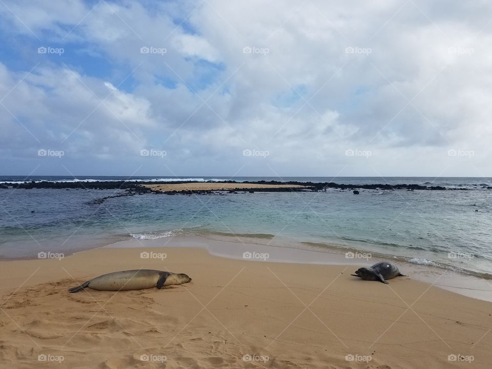 Monk Seals