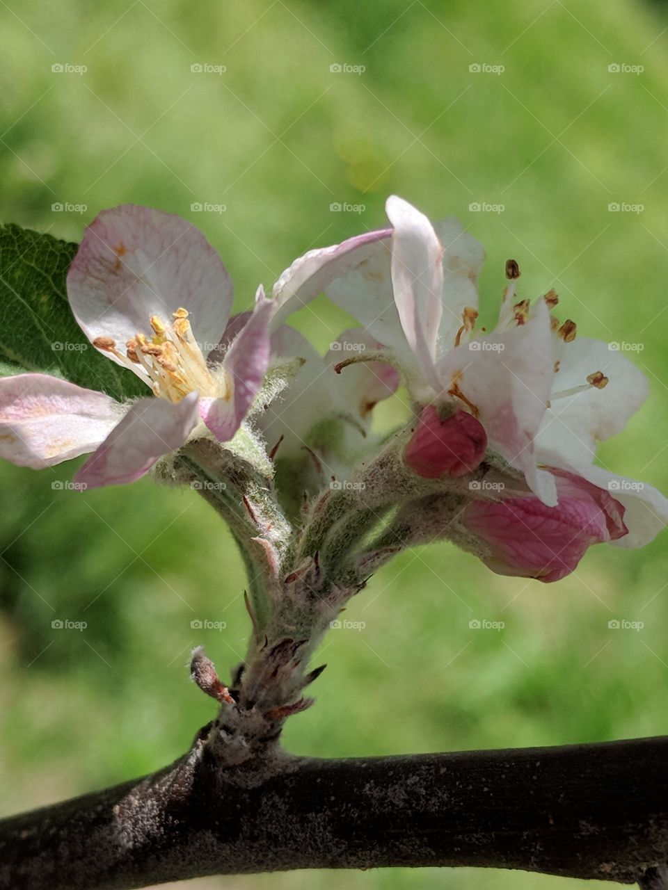 apple tree flowers