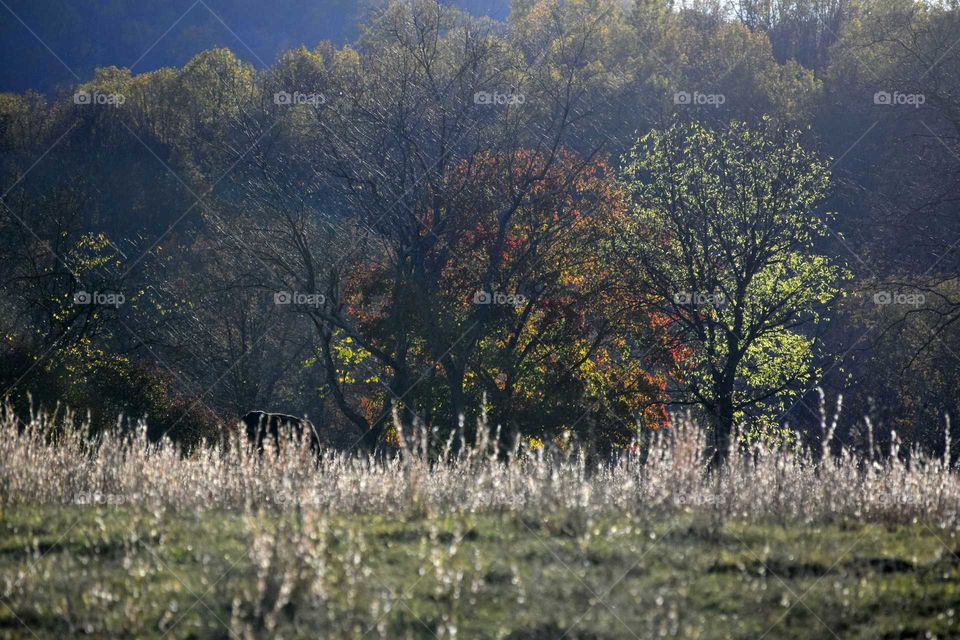 Landscape with Cow