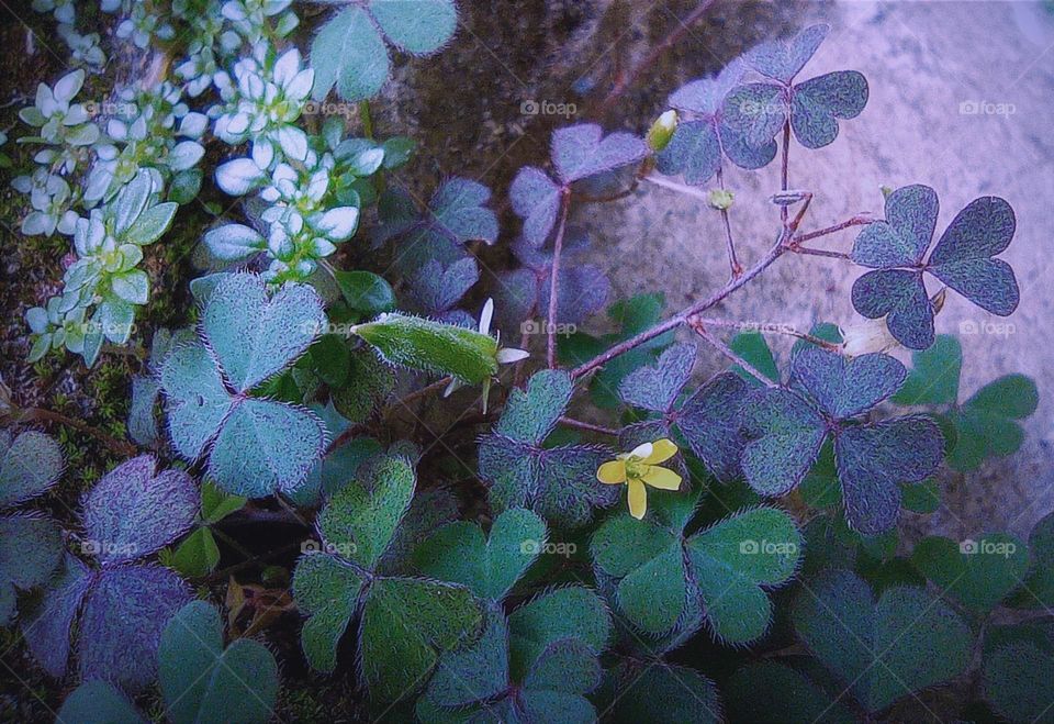 Sleeping beauty creeping woodsorrel