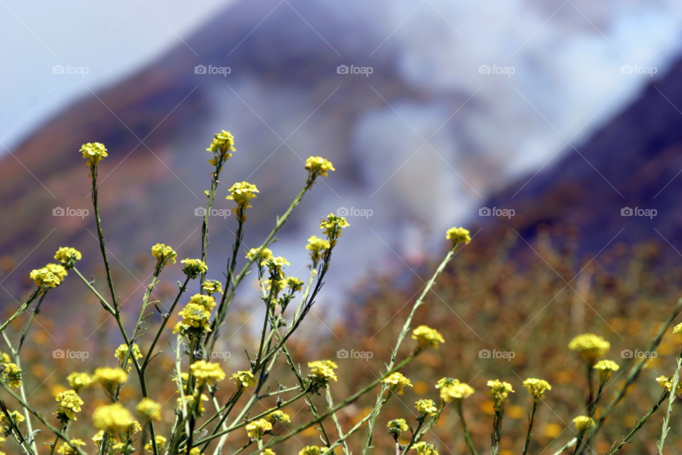 field light yellow nature by hlehnerer