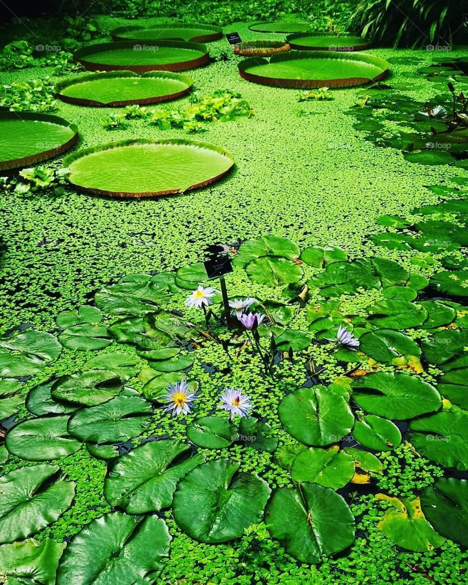 Giant Lily Pads