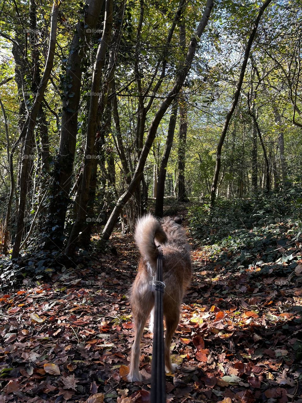 Autumn dog walks