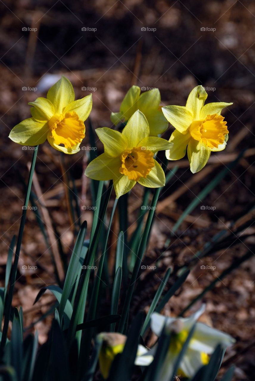 Close-up of daffodil flower