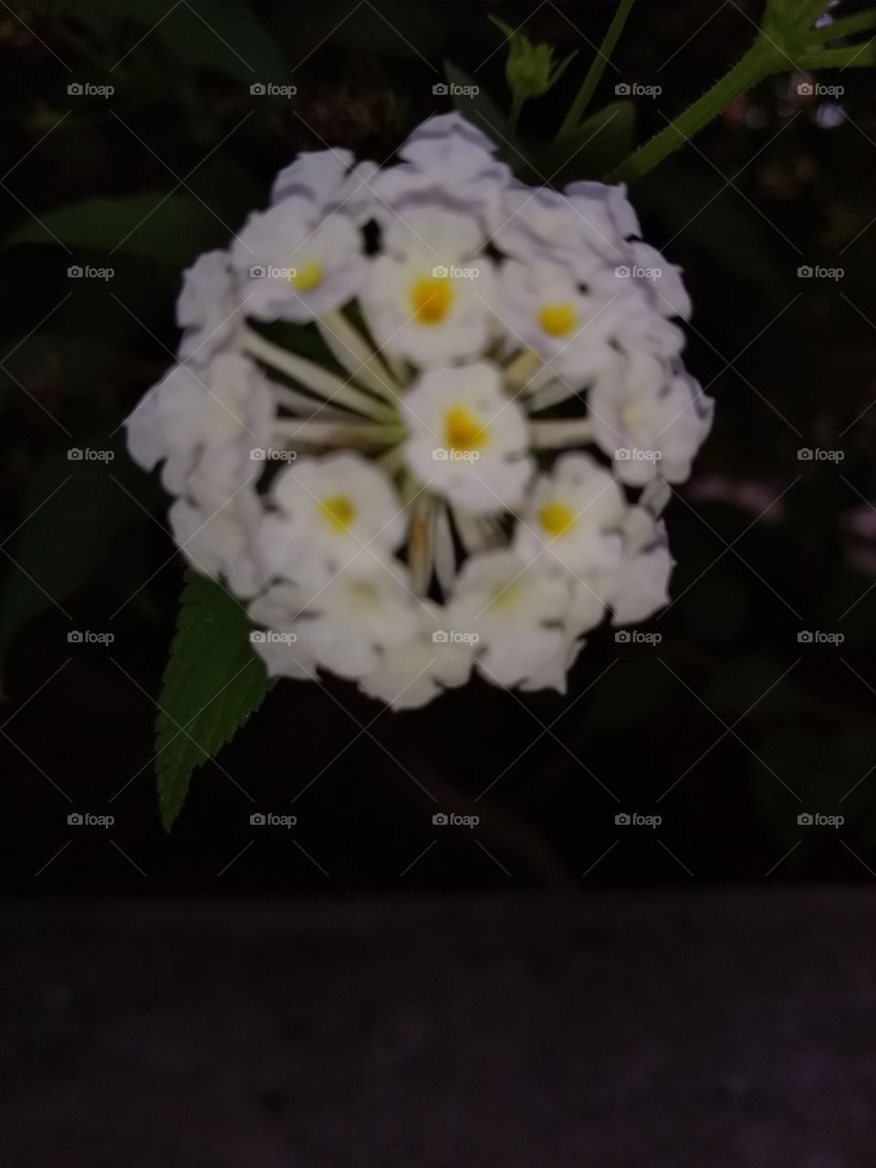 aquí una flor