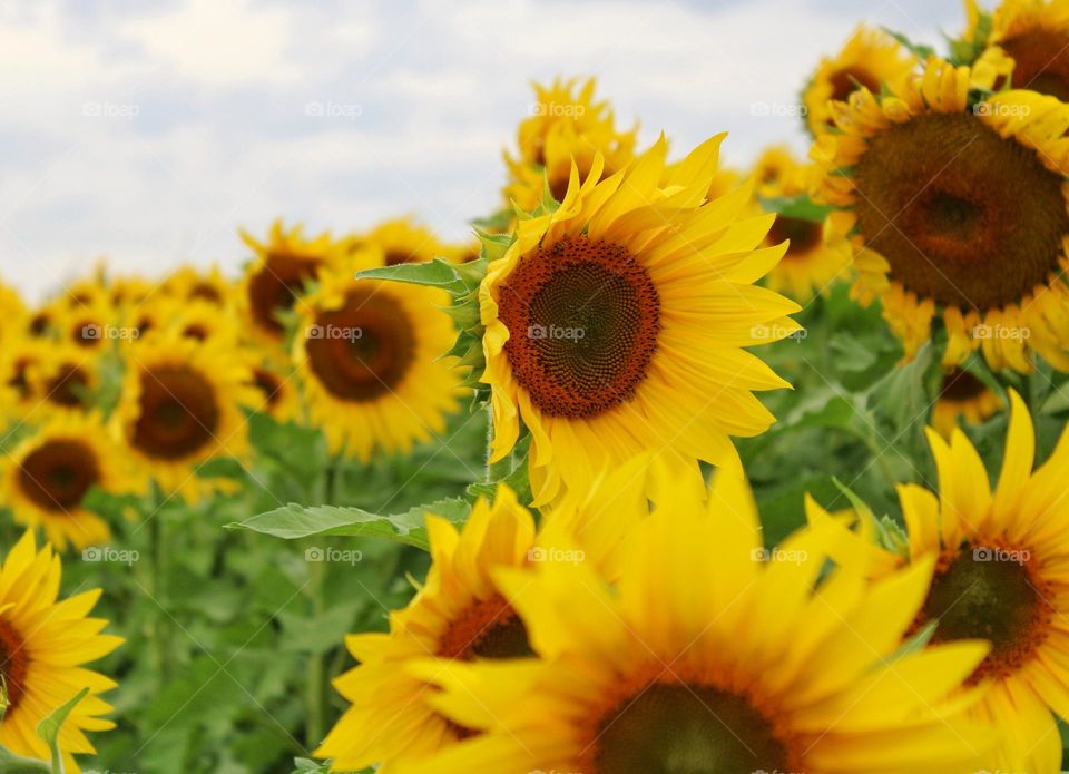 yellow sunflower dancing with the wind