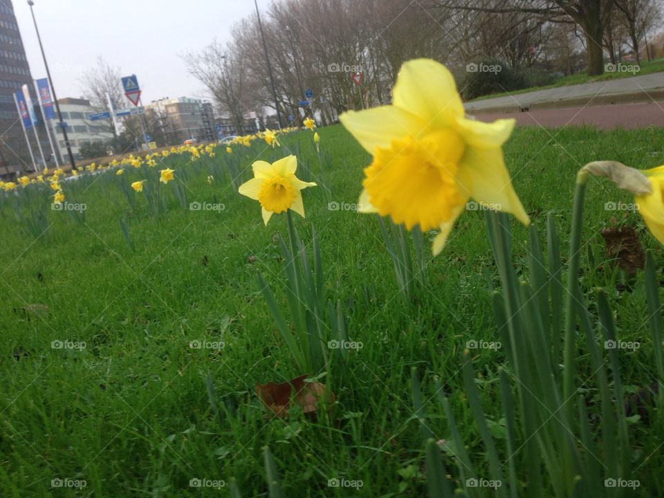 Flower, Daffodil, Grass, Nature, Flora