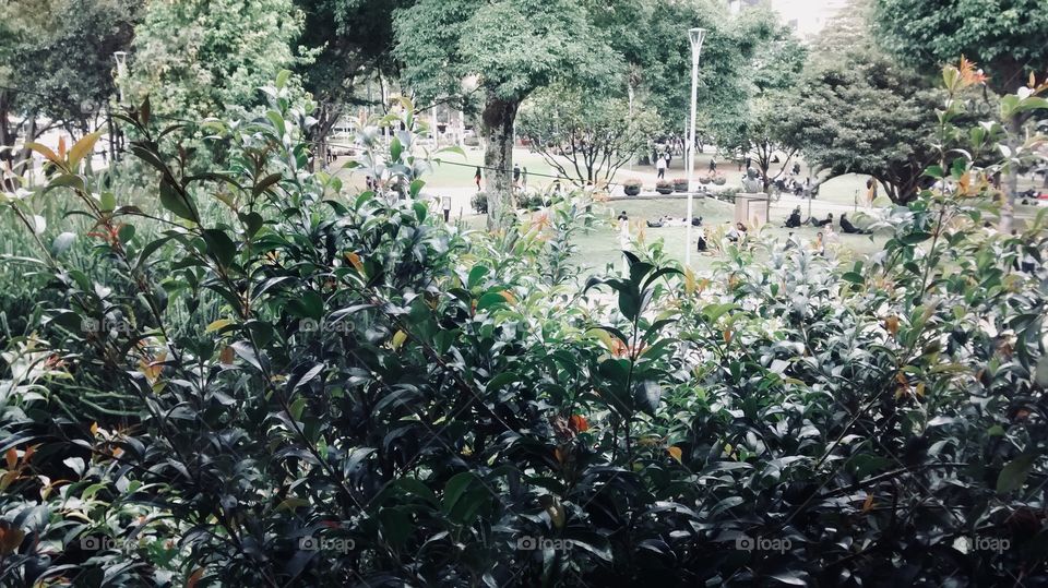 A garden in city’s heart. Parque de la 93. Bogotá. Colombia. 