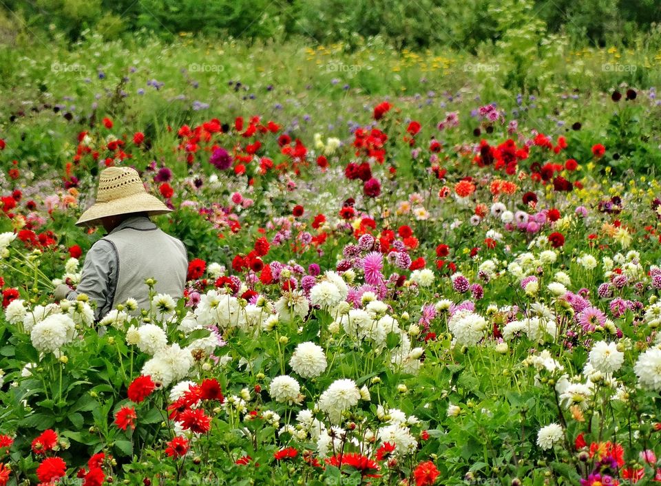 Gathering Flowers In a Large Garden