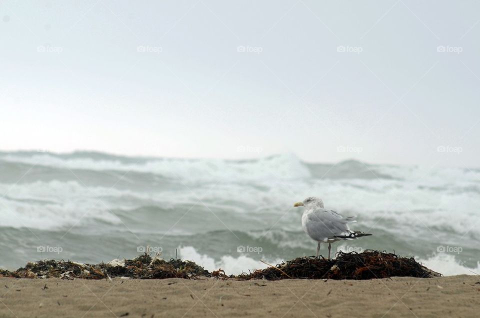 Seagull on the beach