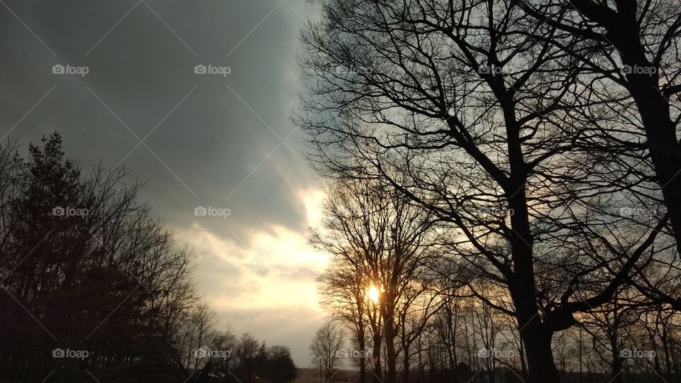 Dawn, Tree, Fog, Landscape, Winter
