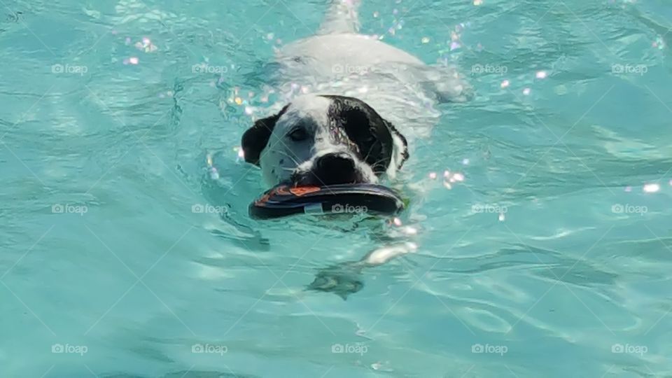 dog enjoying a swim & fetching his frisbee