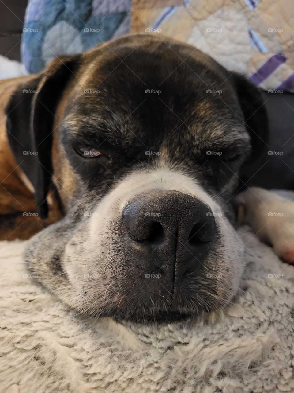 Sleepy Boxer