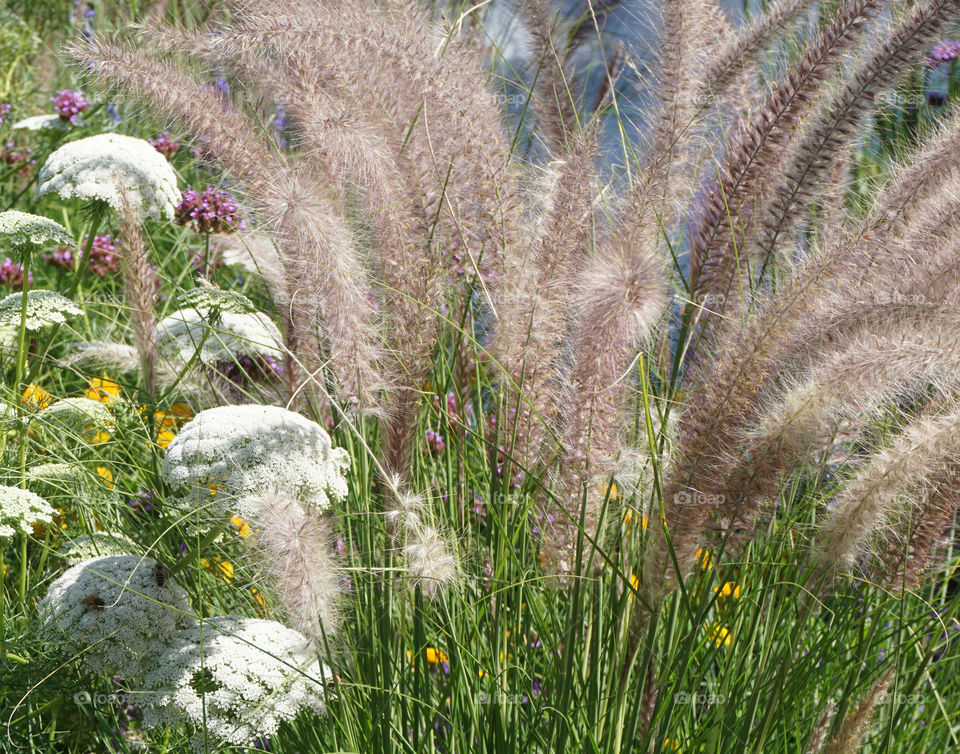 White flowers and decorative grasses 
