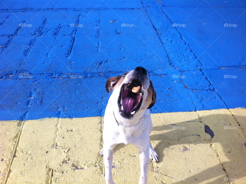 Funny dog playing with cookie