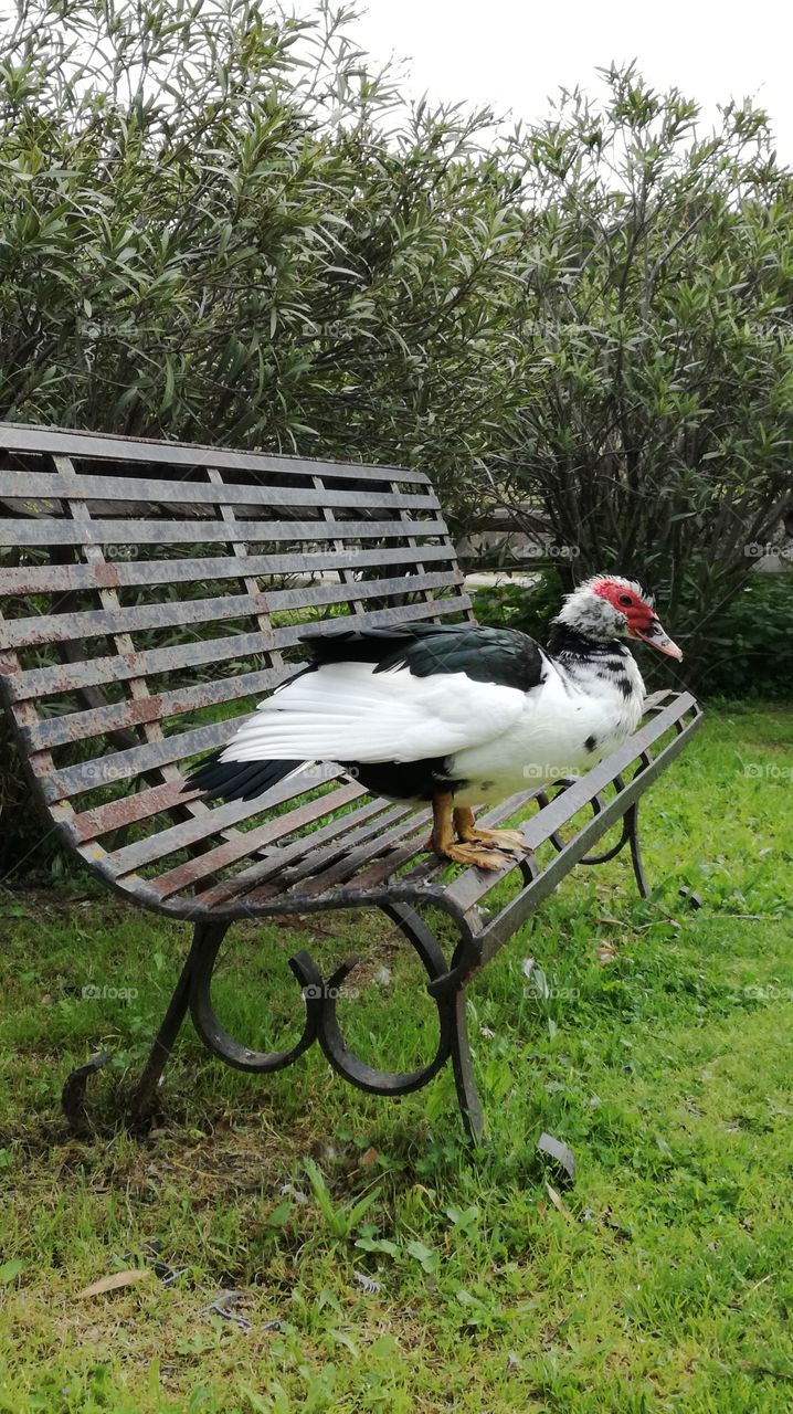 duck seated