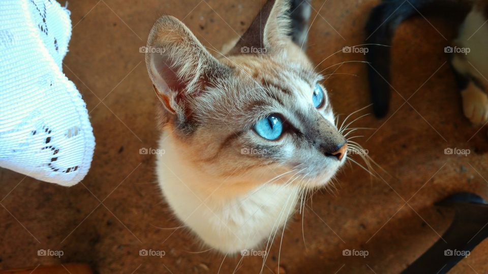 O olhar fixo do gato.