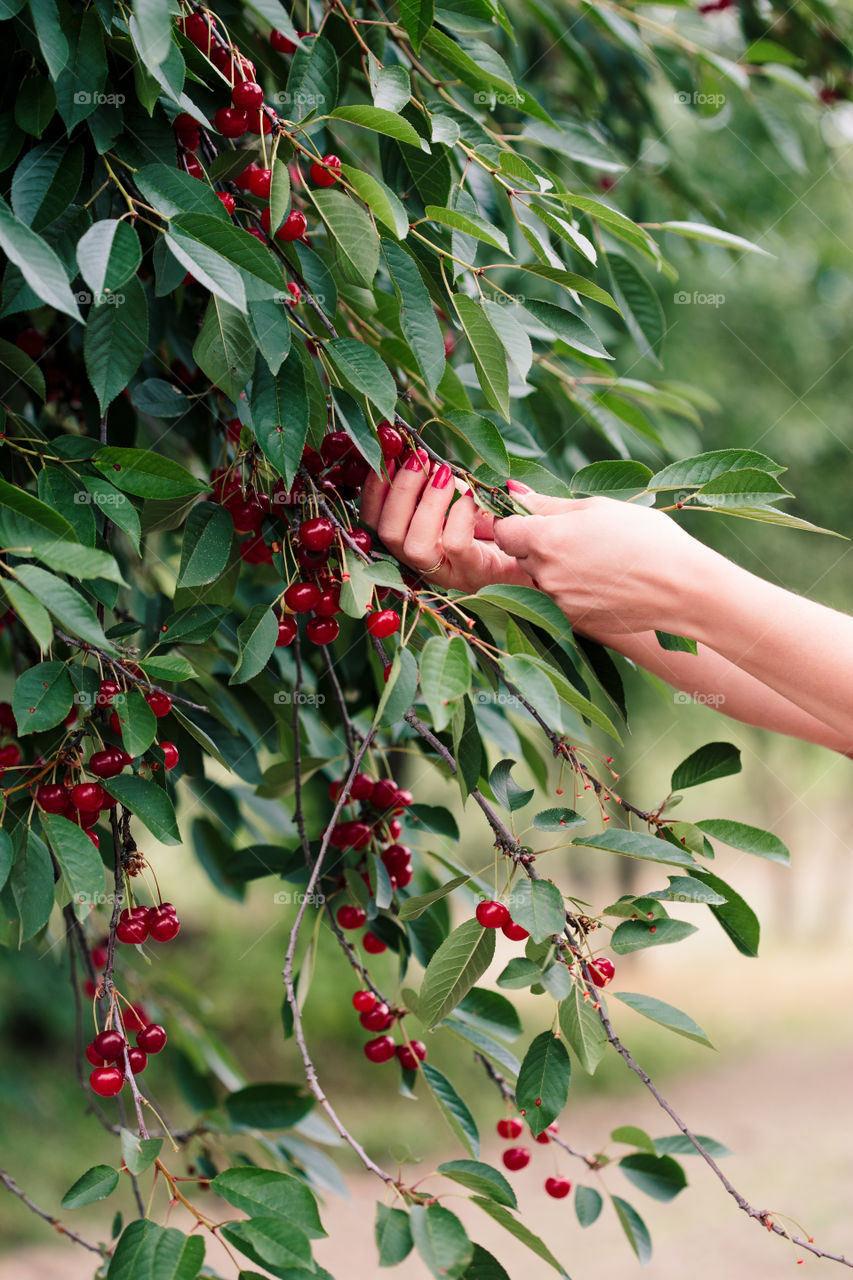 Woman picking cherry berries from tree