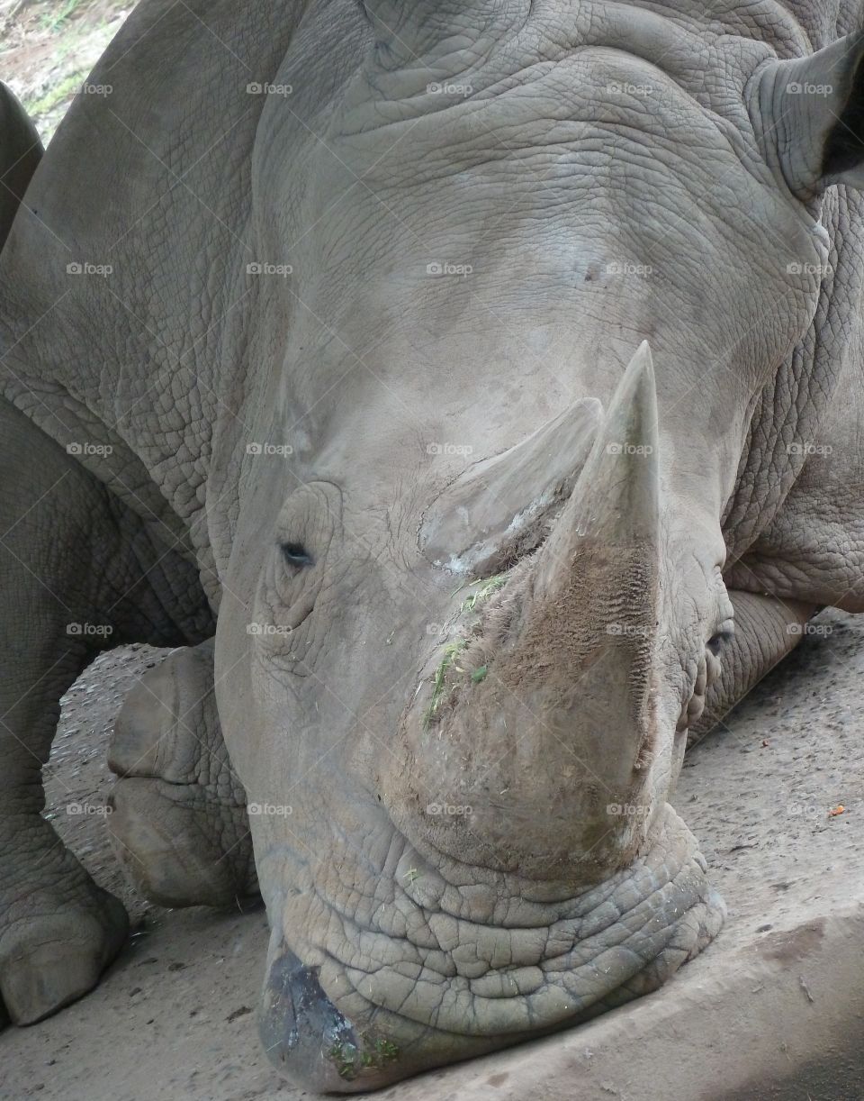 rhino in Pereira Columbia