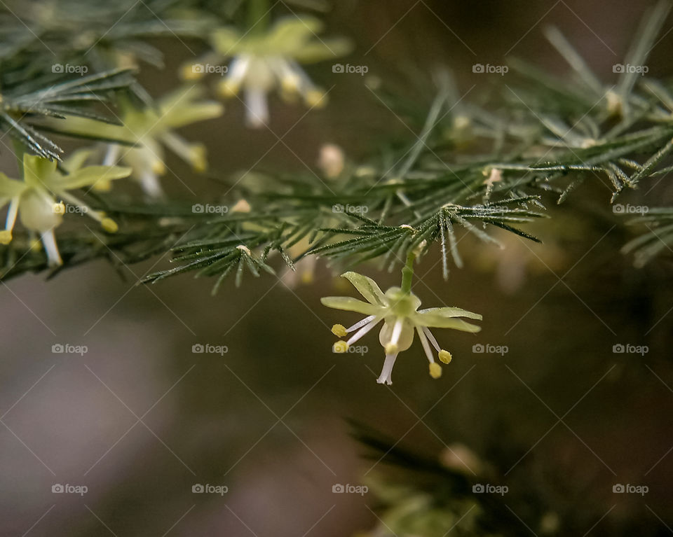 asparagus flower