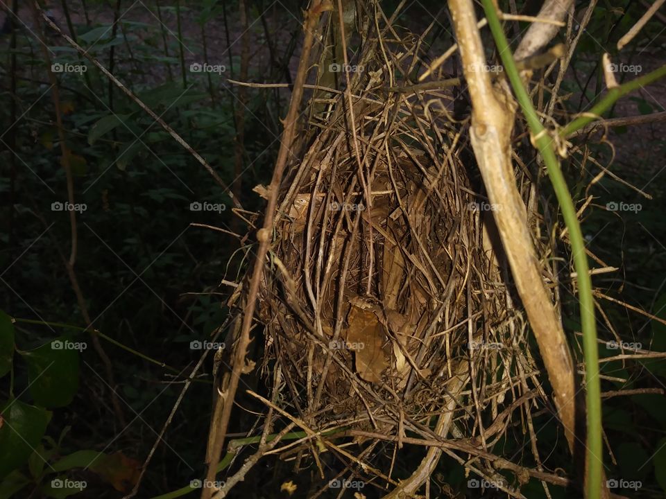 this is a shot of an empty bird's nest