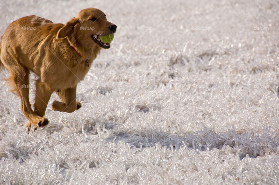 Call retriever running with a tennis ball across a ice encased field