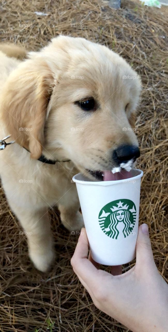 Cosmo enjoying Starbucks 