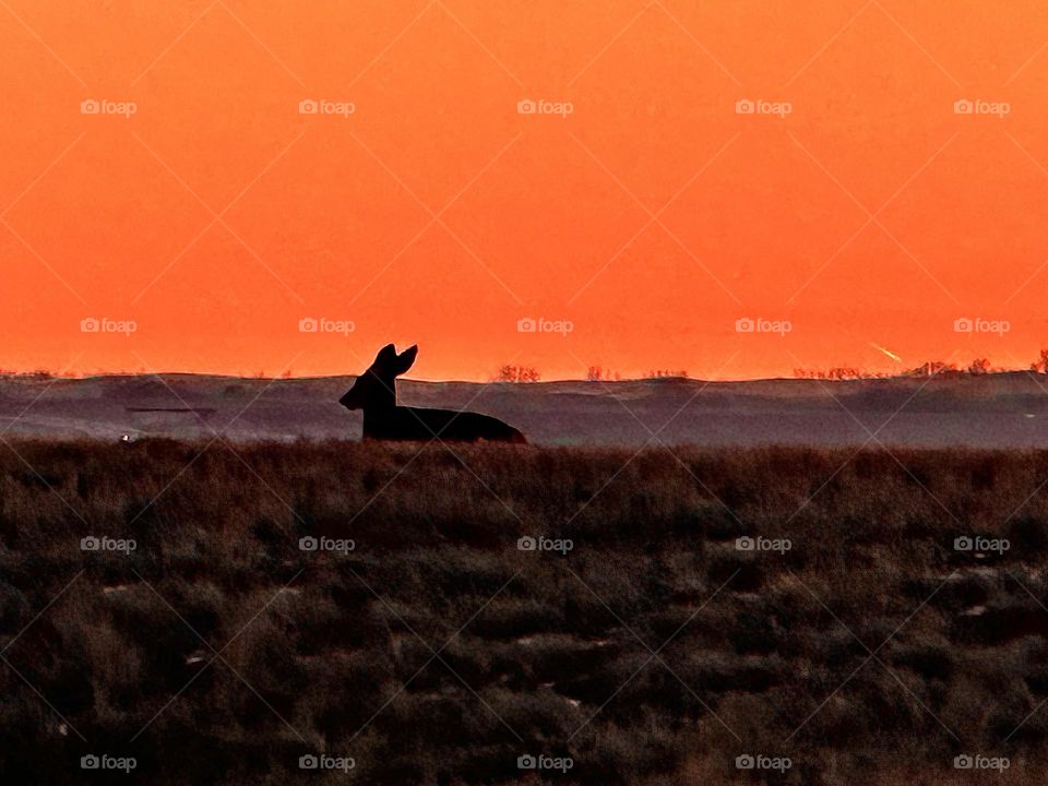 DEER SILHOUETTE IN THE SUNSET
