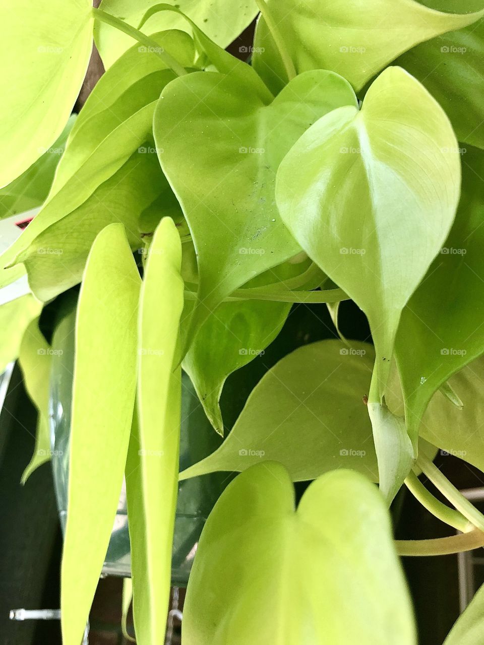 Philodendron Lemon Lime 