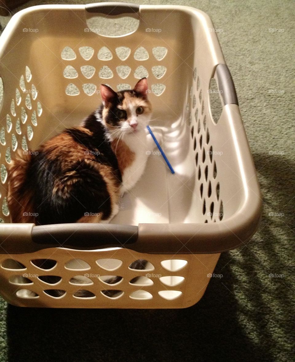 Basket Case