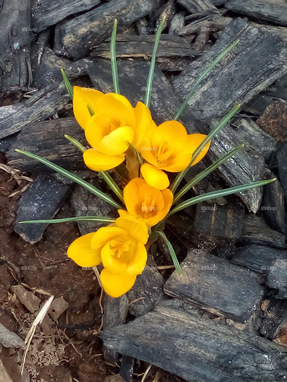 spring is in the air colors are starting to show the plants are beginning to grow.