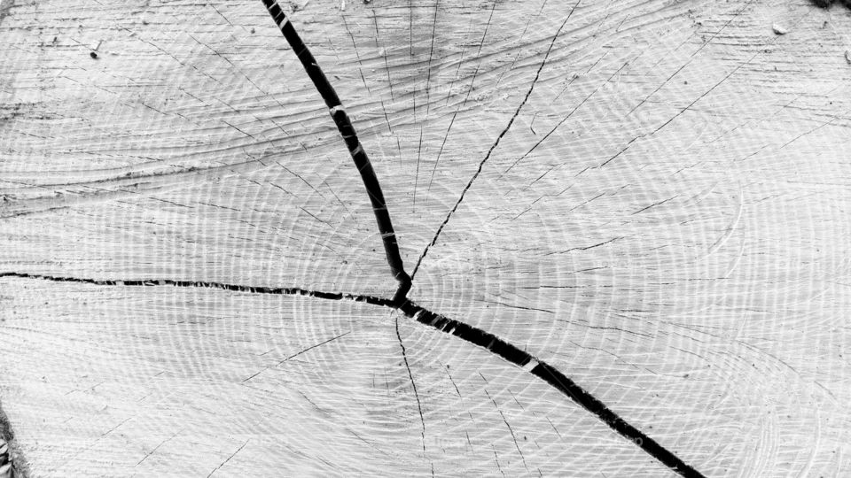 close up of wooden tree trunk with groth rings in black and white